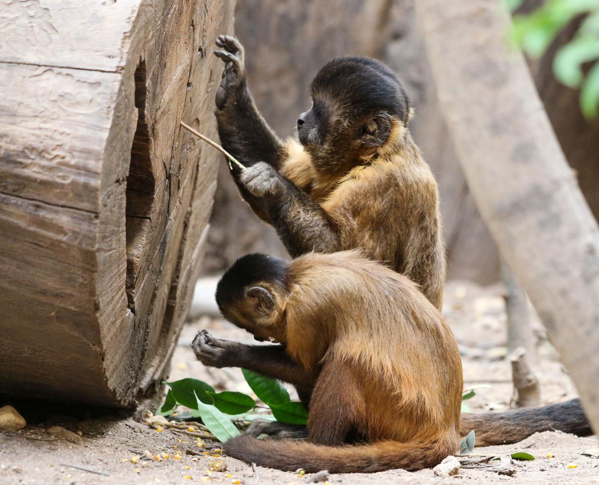 サルにも石器時代があったことが判明 動物が石器を使った最古の証拠発見 世界歴史ちゃんねる