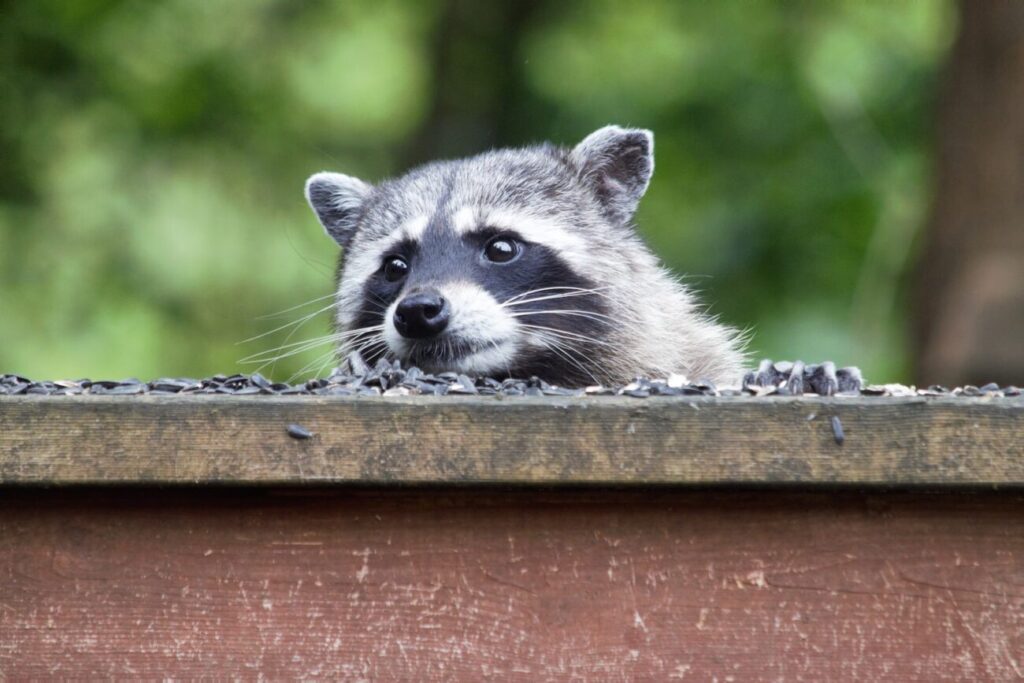 a raccoon looking over a wooden fence