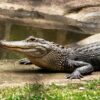 black crocodile on body of water during daytime