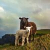 young and adult sheep standing on mountain