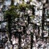 【考古学】吉野ヶ里遺跡「謎のエリア」 来月２３日から後半の調査再開　佐賀