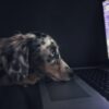brown dog watching on laptop computer