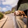 dog leaning his head on car window