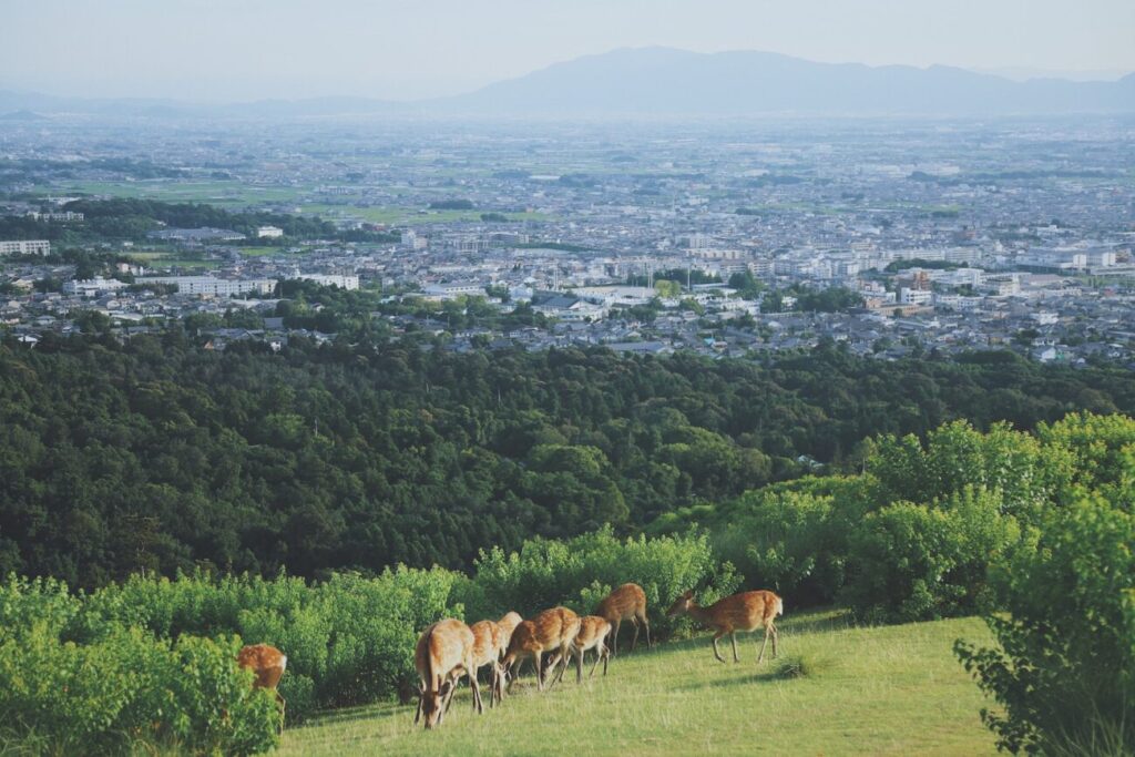 herd of deer on mountains with city overview