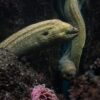 green snake fish