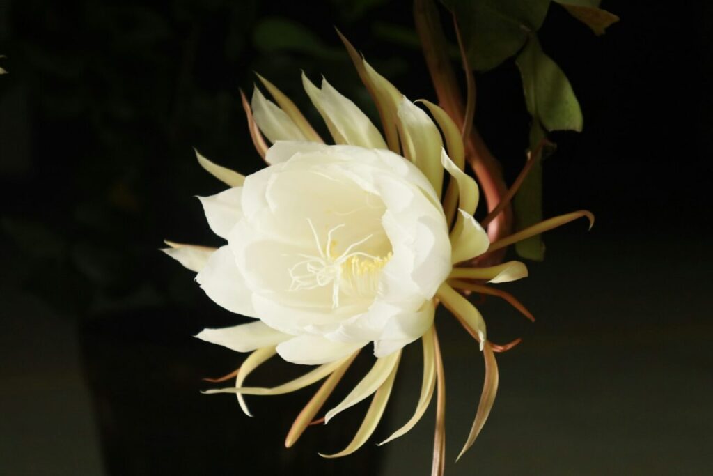 white flower with green leaves