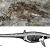 【古生物】1300万年前のクジラの全身化石、長野県上田で発掘