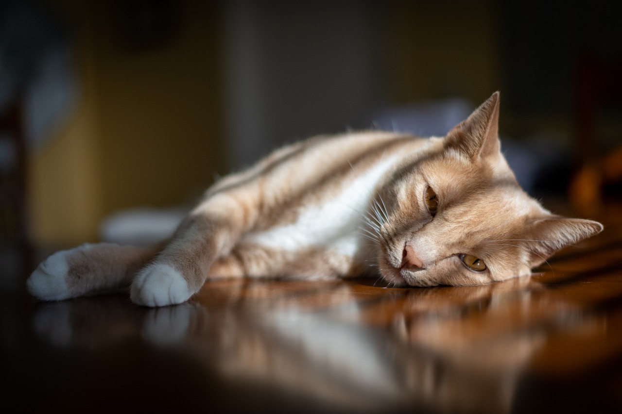 Abyssinian Cat Pet Abyssinian Cat - RickJbrown / Pixabay