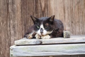 tuxedo cat on wooden fence