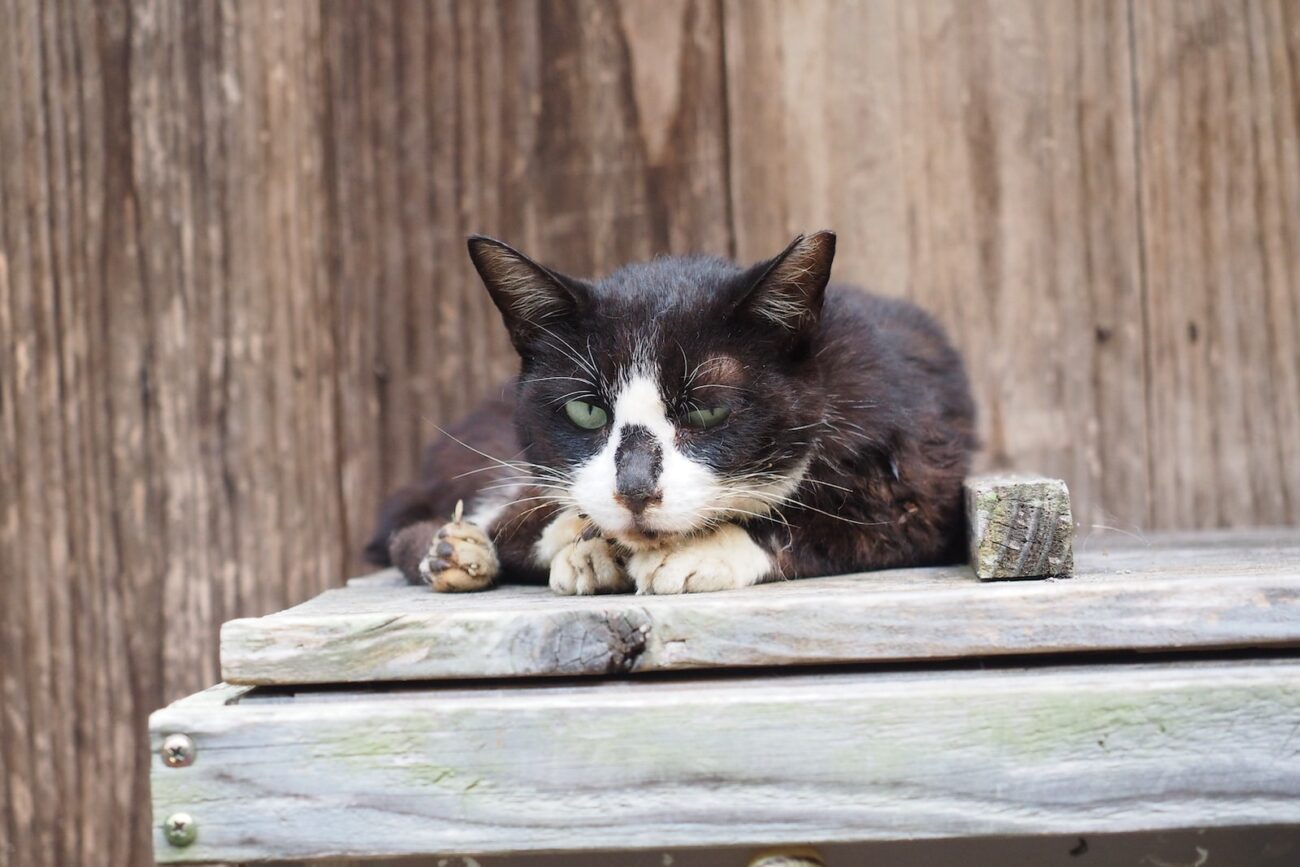tuxedo cat on wooden fence