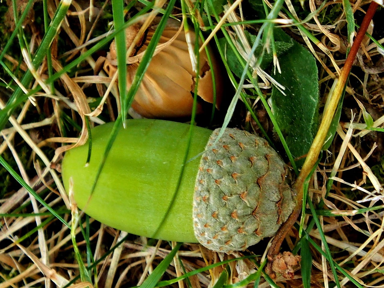 Acorn Hazelnut Fruits Nut Nuts - s-ms_1989 / Pixabay