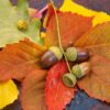 Acorns Oak Nuts Leaves Nature  - Anrita1705 / Pixabay