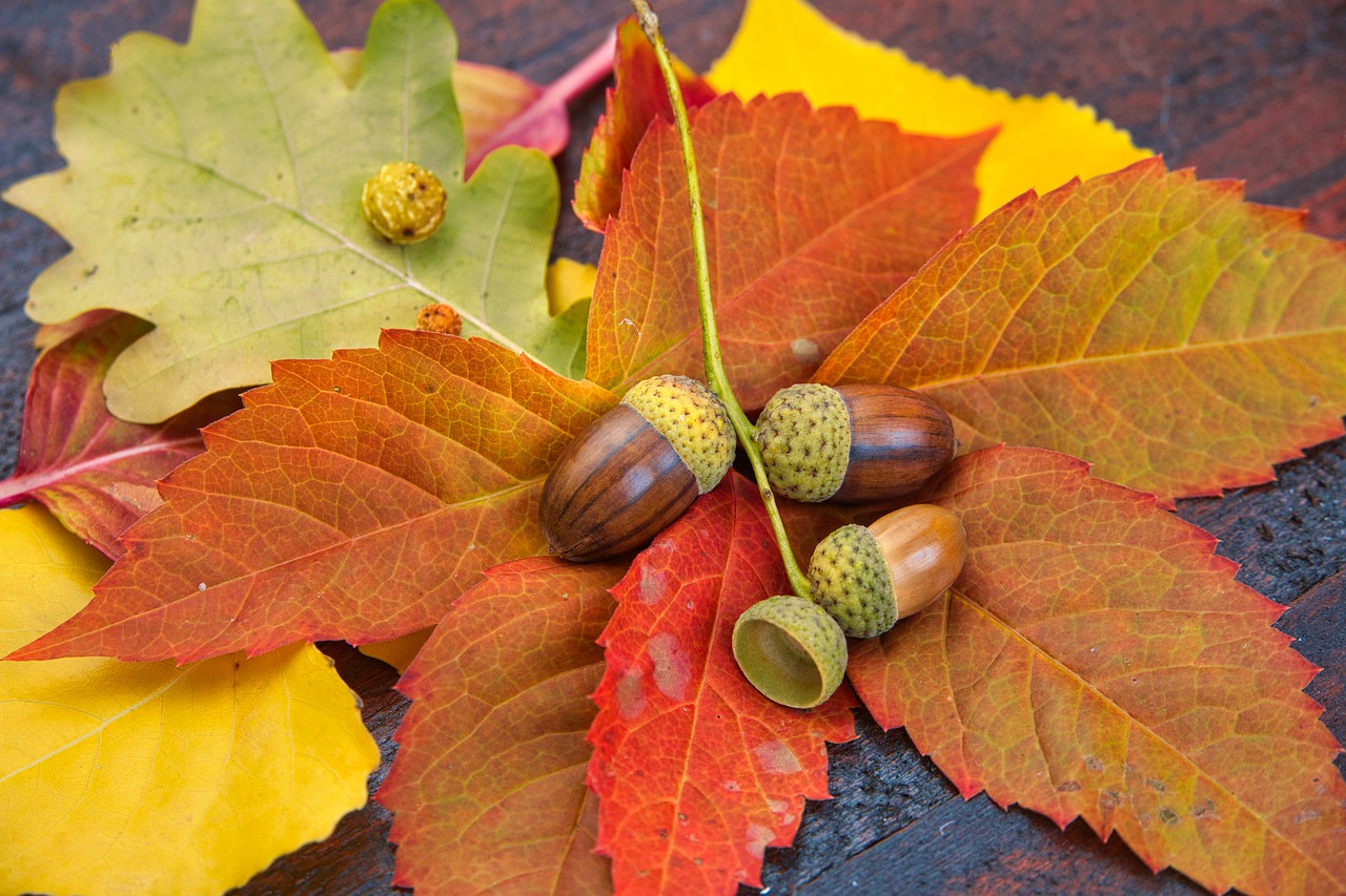 Acorns Oak Nuts Leaves Nature  - Anrita1705 / Pixabay