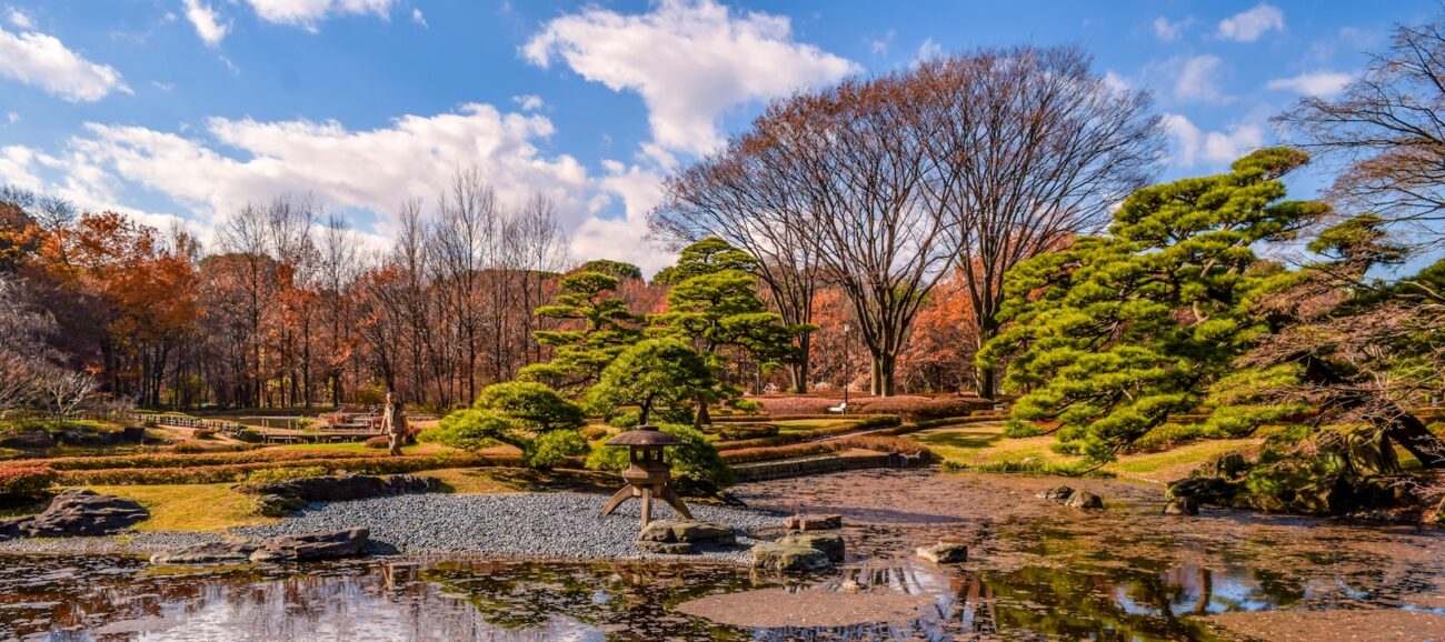 brown trees near river under blue sky during daytime