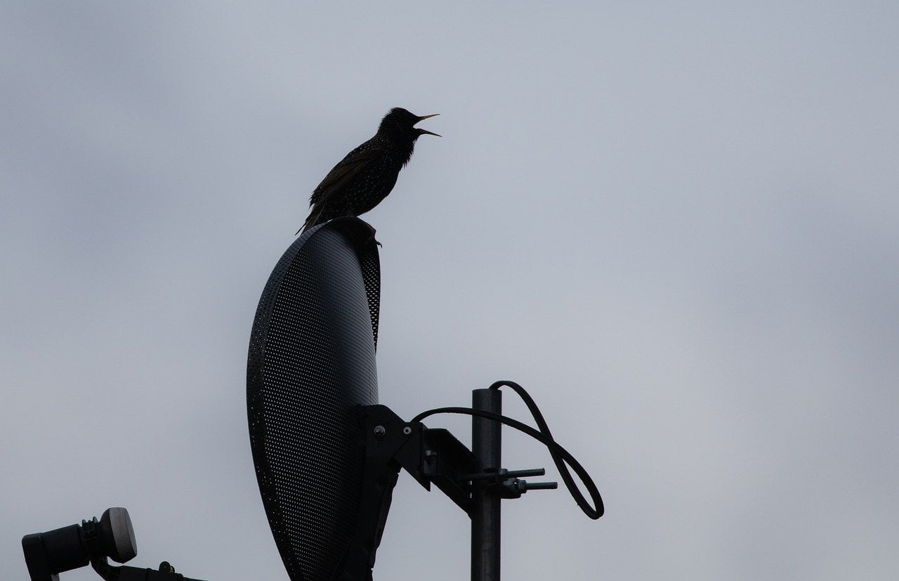 Adult Starling Starling Bird  - TheOtherKev / Pixabay