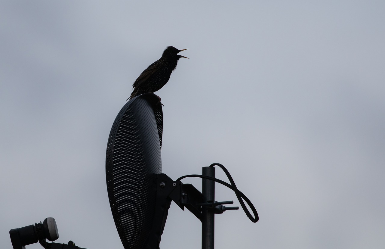 Adult Starling Starling Bird  - TheOtherKev / Pixabay