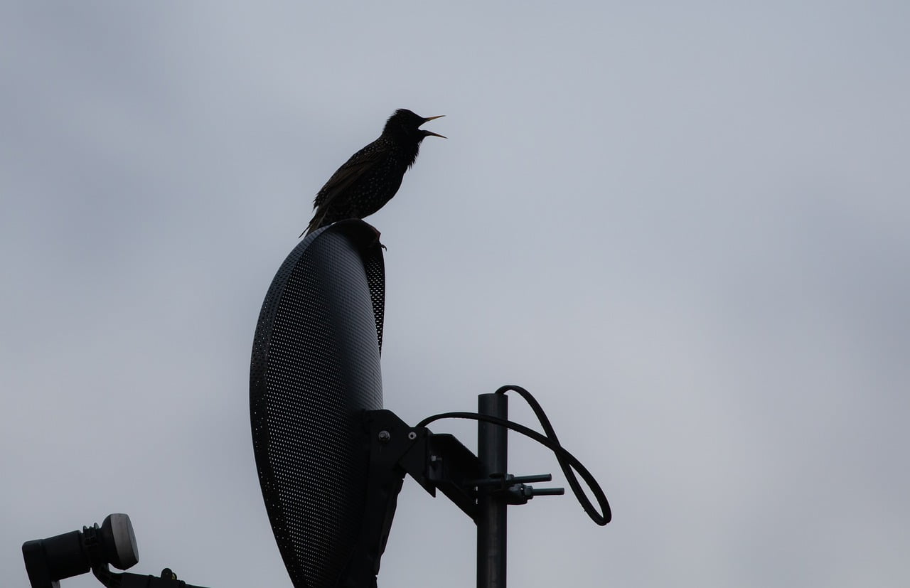 Adult Starling Starling Bird - TheOtherKev / Pixabay