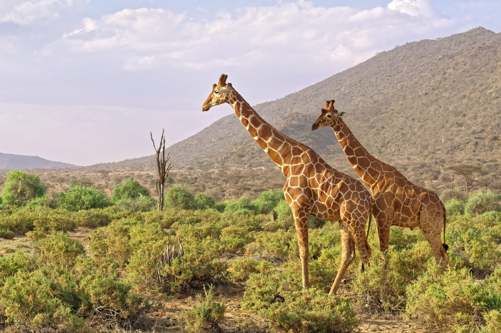 Africa Giraffes Kenya Savannah  - GildAix / Pixabay