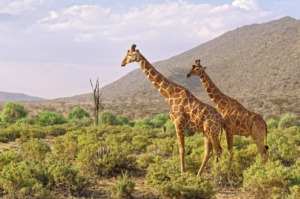 Africa Giraffes Kenya Savannah  - GildAix / Pixabay
