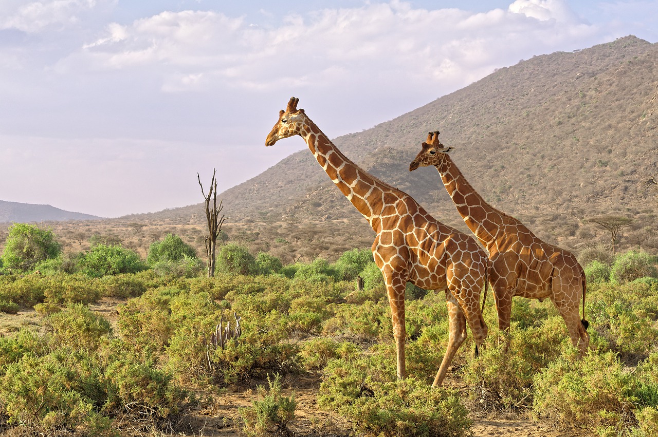 Africa Giraffes Kenya Savannah  - GildAix / Pixabay