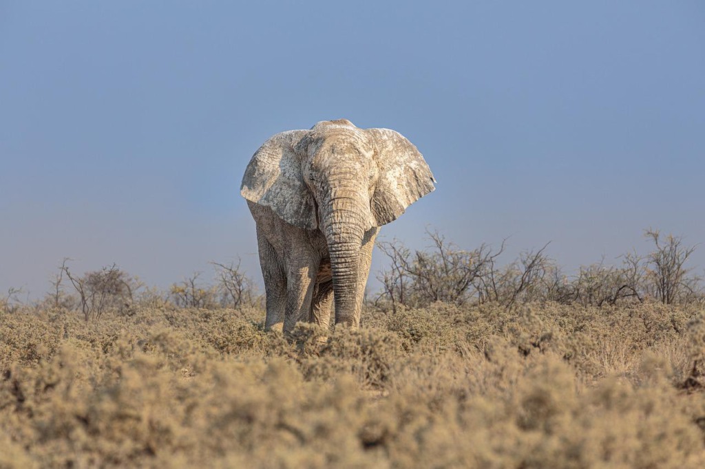 African Elephant Elephant Pachyderm  - chrisstenger / Pixabay