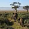 African Elephants Elephants Kenya  - xiSerge / Pixabay