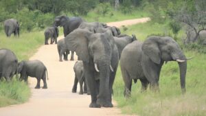 African Elephants Herd Approaching  - Nel_Botha-NZ / Pixabay
