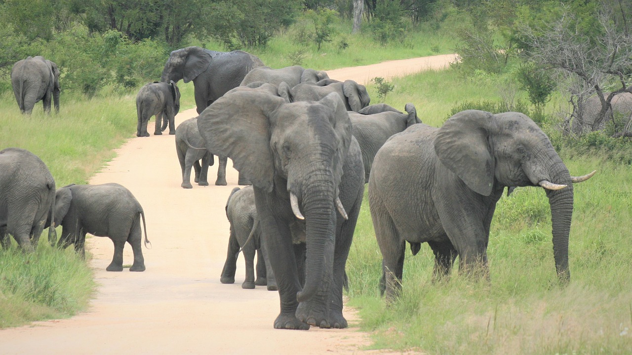 African Elephants Herd Approaching  - Nel_Botha-NZ / Pixabay