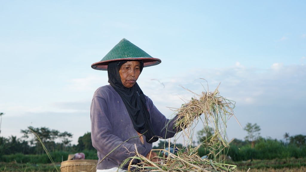 Agriculture Farmer Rice Harvesting  - blitarapik / Pixabay