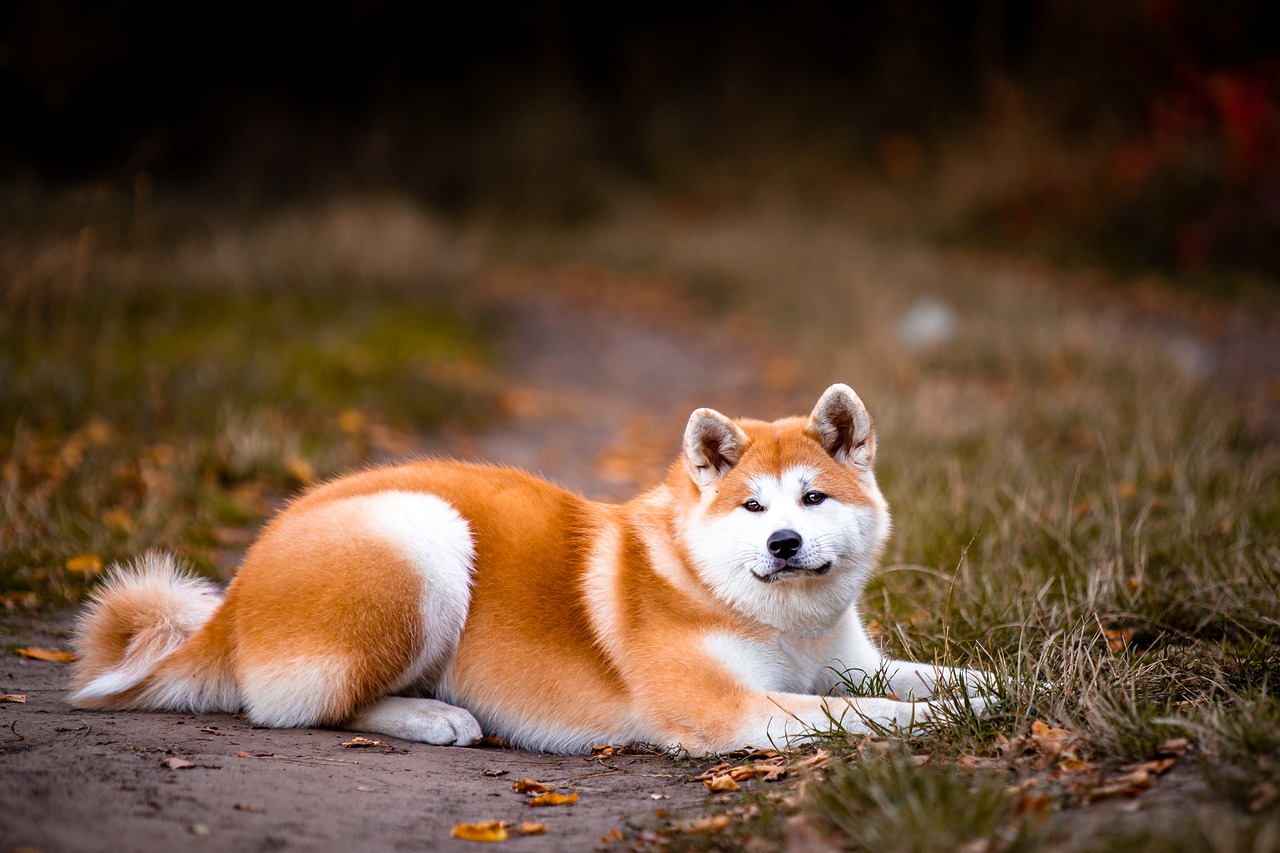 Akita Dog Pet Portrait Animal  - maxxxiss / Pixabay