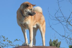 Akita Hybrid Dog Akita Inu  - manfredrichter / Pixabay