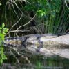 Alligator Gator Crocodile Reptile  - kubogu / Pixabay