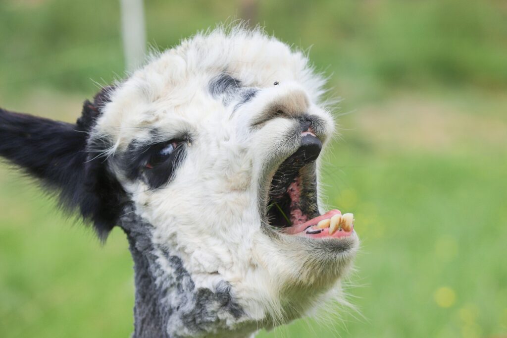Alpaca Yawn Foot Tooth Lama Camel  - manfredrichter / Pixabay