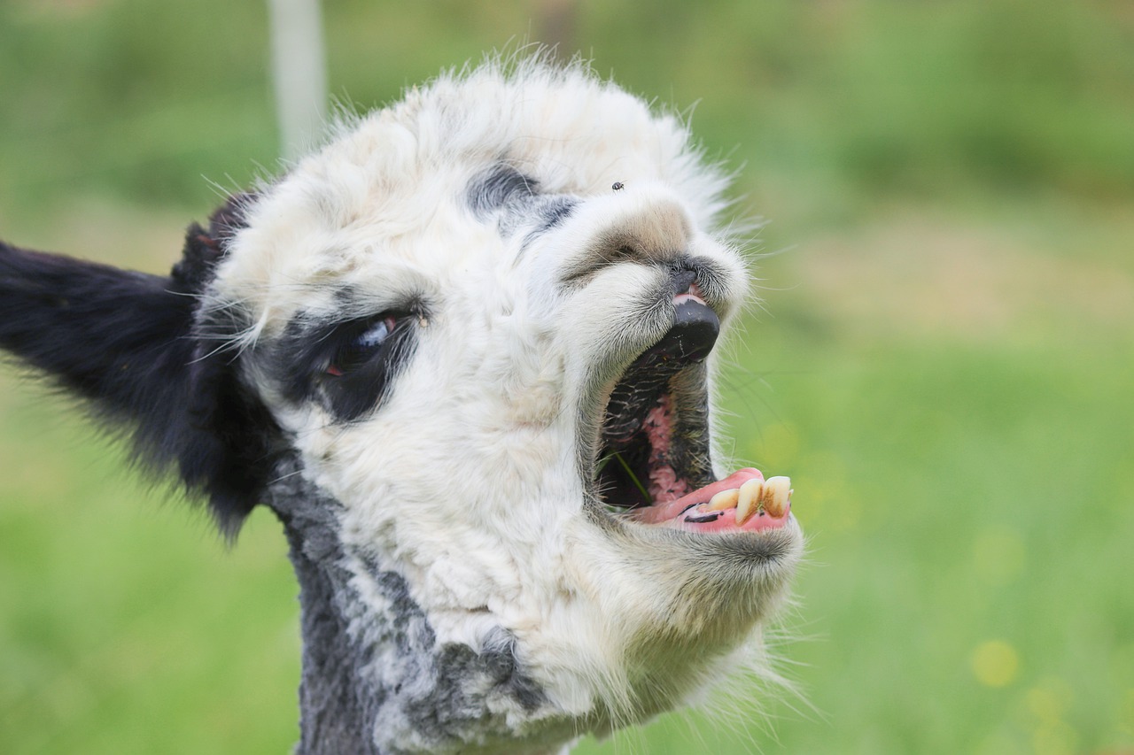 Alpaca Yawn Foot Tooth Lama Camel  - manfredrichter / Pixabay