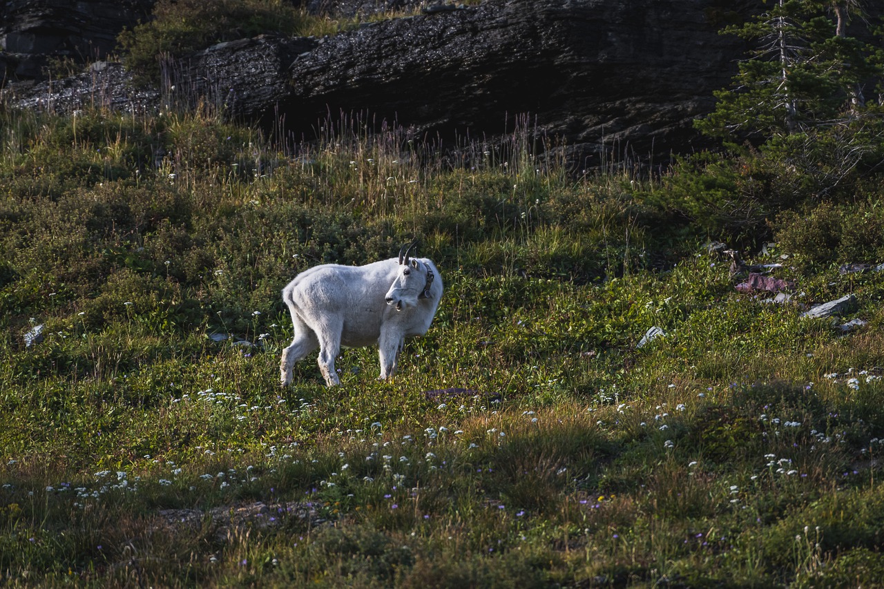 Alpine Animal Background Forest - MierCatPhotography / Pixabay