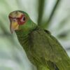 Amazon Bia%C%oczelna Amazon Parrot  - Katrina_S / Pixabay