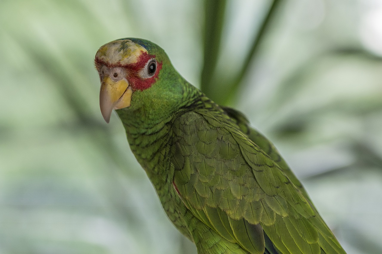 Amazon Bia%C%oczelna Amazon Parrot - Katrina_S / Pixabay