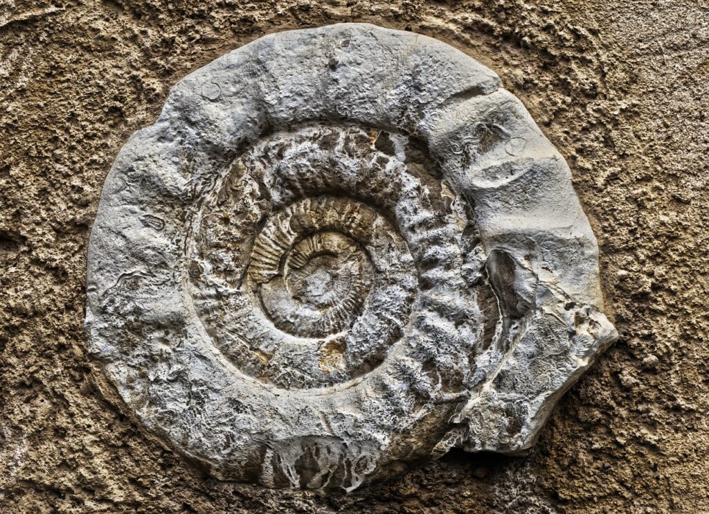 Ammonit Fossil Petrification  - anaterate / Pixabay