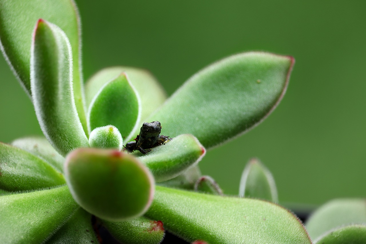 Amphibian Frog Plant Nature Macro  - TheMunshMaker / Pixabay
