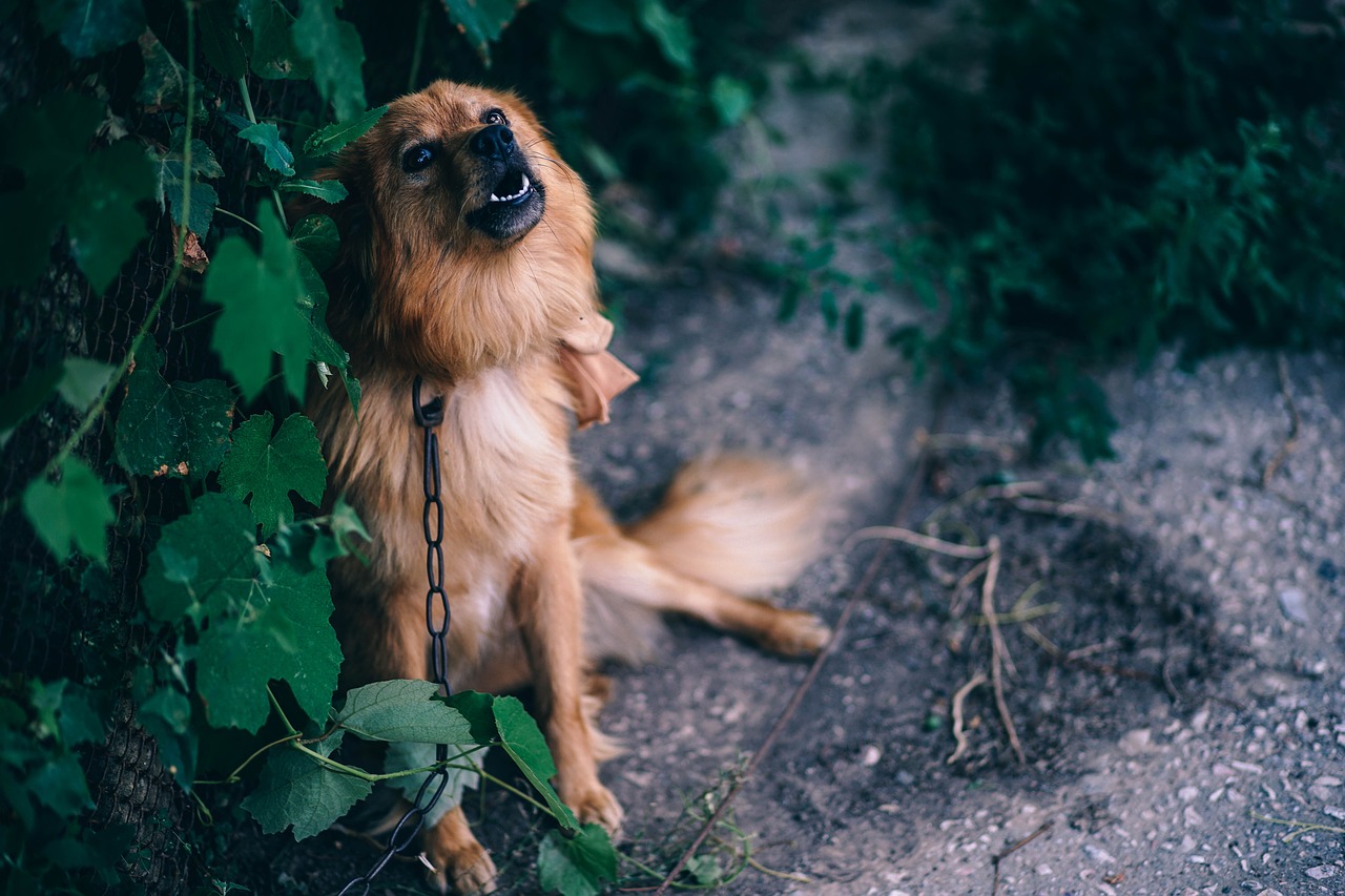 Animal Attention Bark Big Bitch  - igorovsyannykov / Pixabay