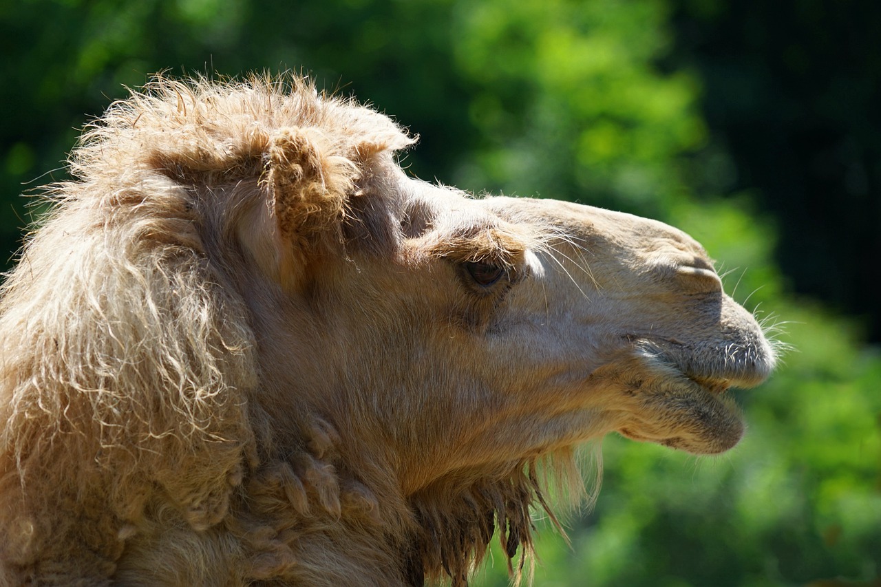 Animal Camel Mammal Livestock - daledbet / Pixabay