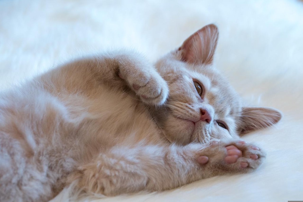 Animal Cat Feline Mammal Pet  - MelaniMarfeld / Pixabay