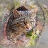 Animal Cat Feline Species Fauna  - ArtTower / Pixabay