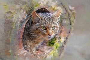 Animal Cat Feline Species Fauna  - ArtTower / Pixabay