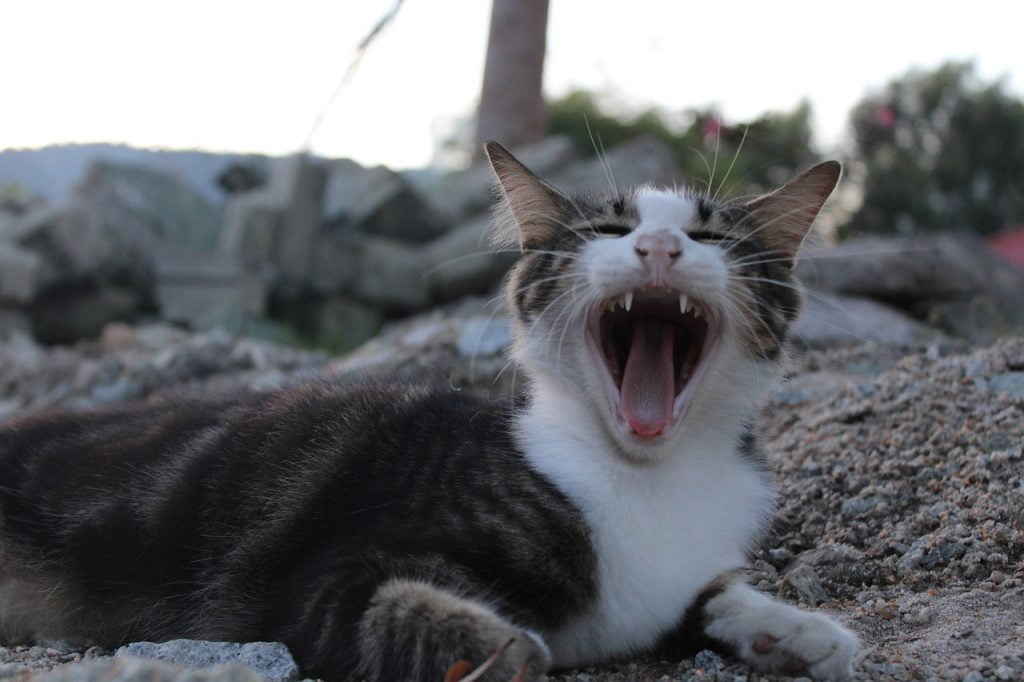 Animal Cat Pet Cute Young Mouth  - Khairuddin_Kamaruzaman / Pixabay