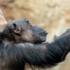 Animal Chimpanzee Mammal Evolution  - MandrillArt / Pixabay