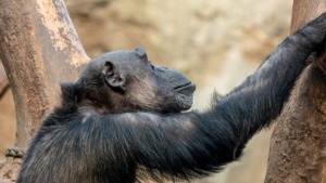 Animal Chimpanzee Mammal Evolution  - MandrillArt / Pixabay