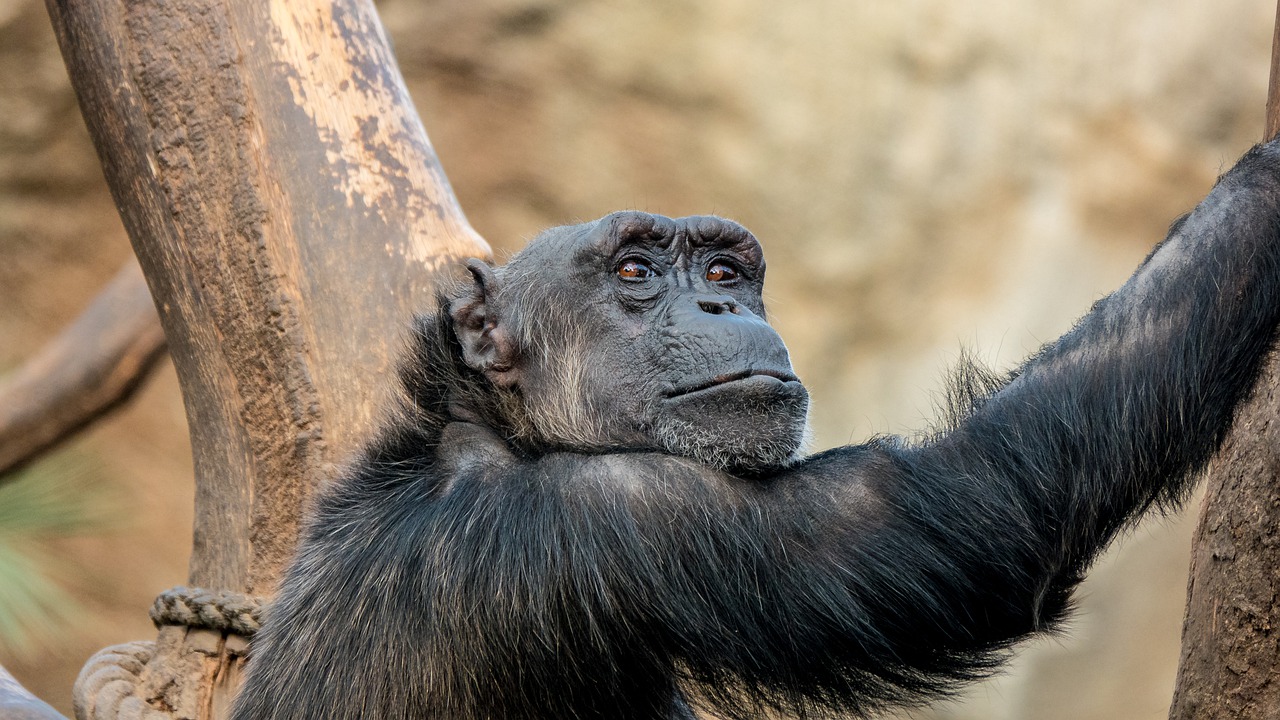 Animal Chimpanzee Mammal Evolution  - MandrillArt / Pixabay