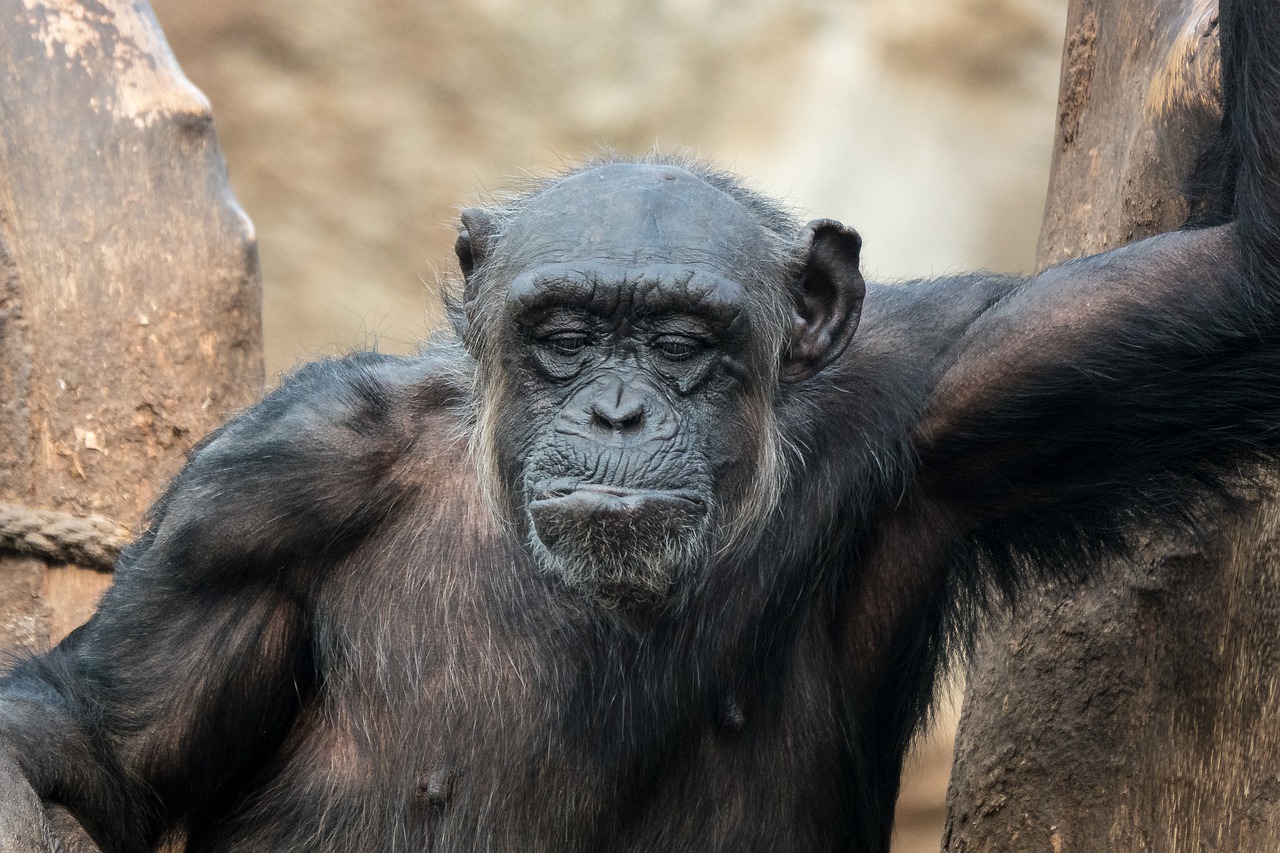 Animal Chimpanzee Mammal Evolution  - MandrillArt / Pixabay
