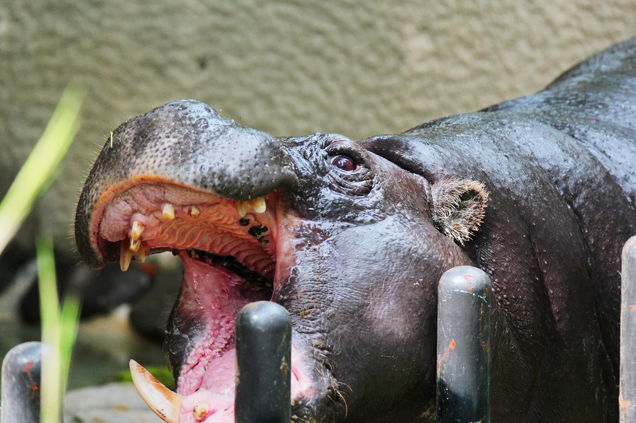 Animal Cover Zoo Large Berserk  - Keiji_M / Pixabay
